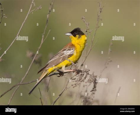 Black Headed Male Hi Res Stock Photography And Images Alamy