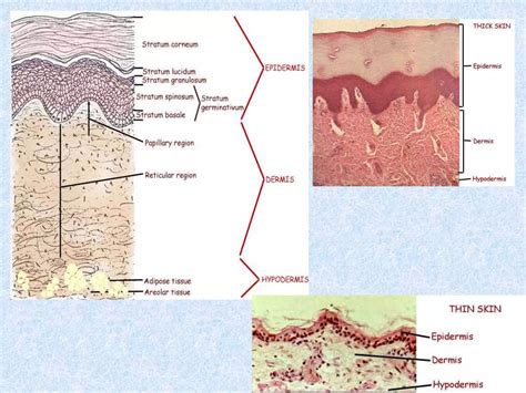 Histolog A De La Piel Ppt