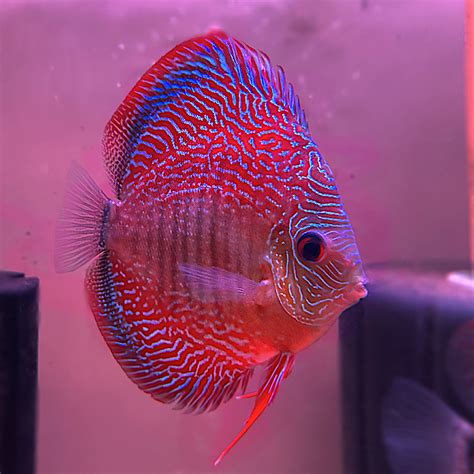 Red Snakeskin Discus Madness