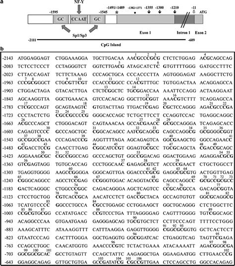 CpG Island. (a) Schematic representation of the 5' region of human ...