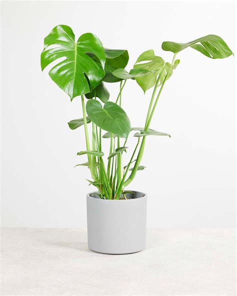 Monstera Deliciosa Gatenplant L Gatenplant Online Kopen Plnts