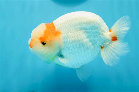 Show Grade Special Hump Back Red White LionKing 5-5.5 inches #0804LC_0 ...