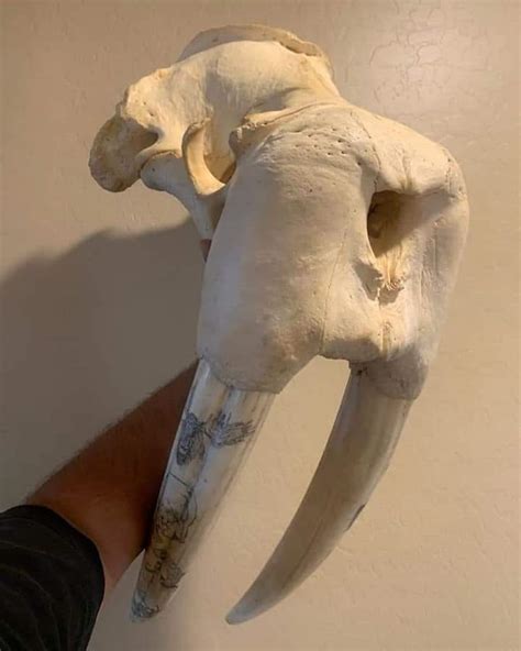 Walrus skull – Buy Taxidermy Oneline