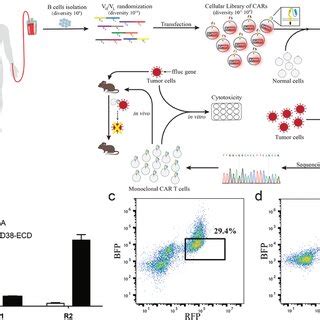 Cytokine Secretion Of Anticd Rp And Cart Cells Cart Cells