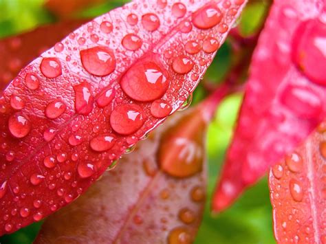 Wallpaper Leaves Water Petals Pink Dew Drop Petal Close Up