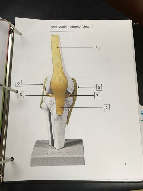 Anterior Knee Joints Diagram Quizlet