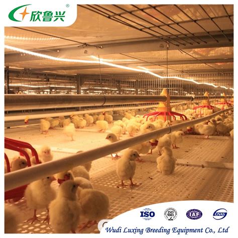 Poultry Farming Equipment Automatic Chicken Feeding Pan System Broiler Breeder Raising Line