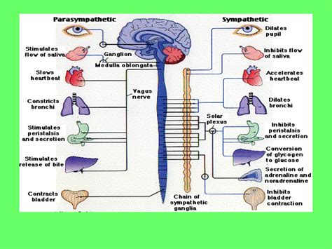 autonomic nervous system Ppt