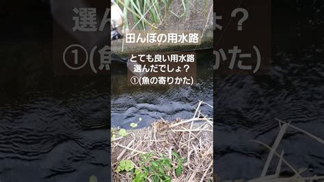 どこにでもある田んぼの用水路でも好条件ポイントとは 釣り好き 川釣り 宇都宮市 栃木県 アウトドア タックル キャンプ ルアー