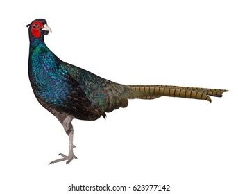 38,404 Green Pheasant Images, Stock Photos & Vectors | Shutterstock