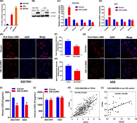 Claudin 3 CLDN3 Modulated The Expression Of MHC Class I Genes And The