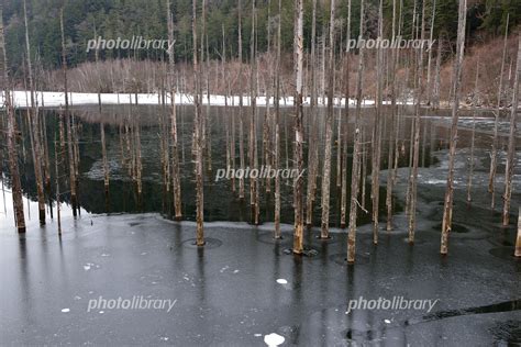 冬の自然湖の枯木 写真素材 5235137 フォトライブラリー Photolibrary