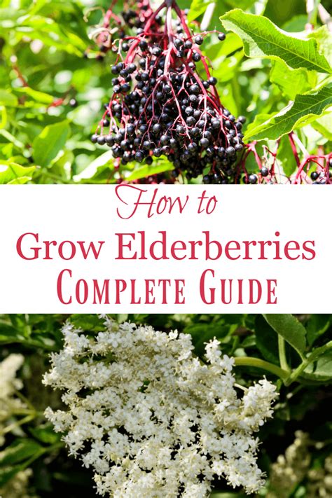 How To Grow Elderberries And Planting Tips Melissa K Norris