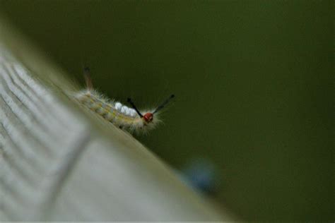 White Marked Tussock Moth Caterpillar Project Noah