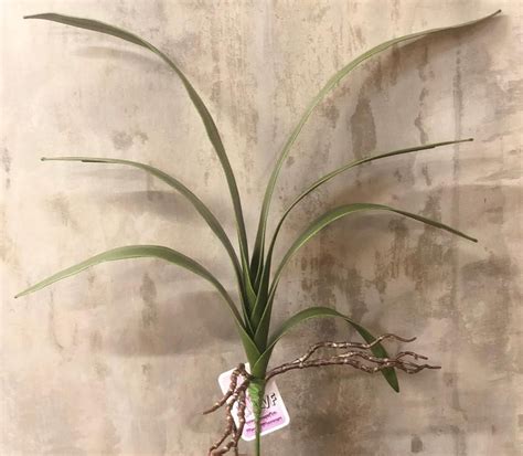 Folha Orquídea Flórida Decorações