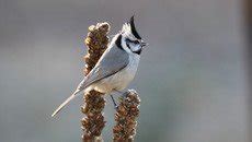 Tufted titmouse - song / call / voice / sound.