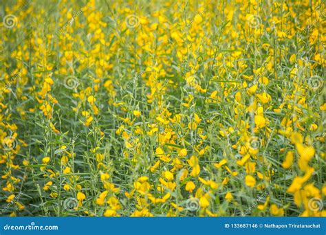 Yellow Fields Of Crotalaria Junceasunn Hemp In Nakhon Pathom Province