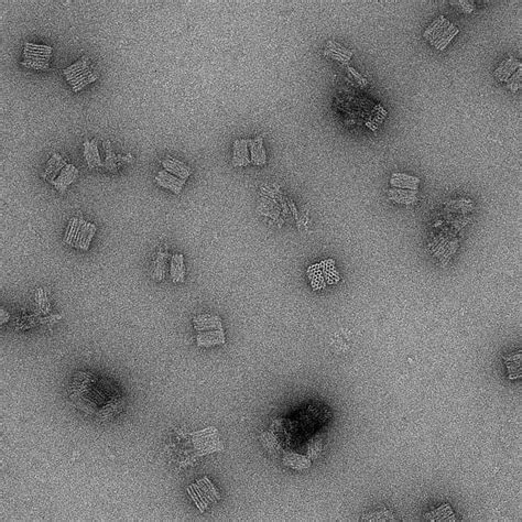 Negative Stain Em Karolinska Institutet