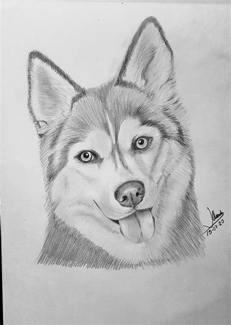 Realistic Pencil Drawing of a Husky Dog