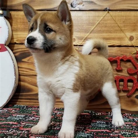 Male Shiba Inu Puppy For Sale Id Mk