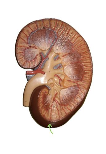 Renal Anatomy Flashcards Quizlet