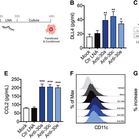 Mir Inhibition Induces Dll Notch Signaling And M Polarization