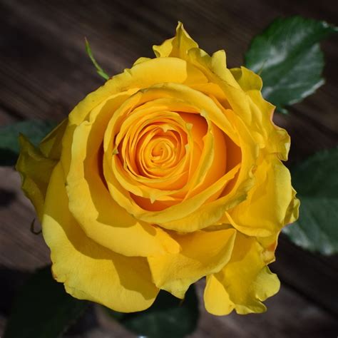 Yellow Rose – Luda Flower Salon