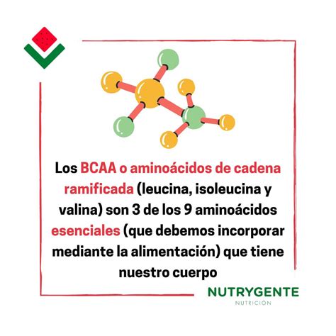 Para Que Sirven Los Amino Cidos Ramificados O Bcaa Y Cuales Son Sus