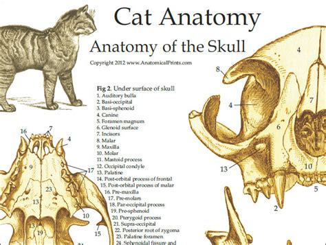 Domestic Cat Skull Anatomy Poster