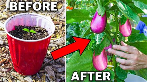 How To Grow Eggplant In Containers Complete Growing Guide Youtube