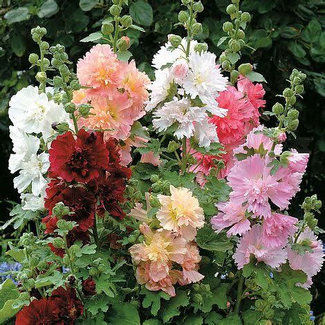 16 Different Varieties of Hollyhocks For Your Garden - AMERICAN GARDENER