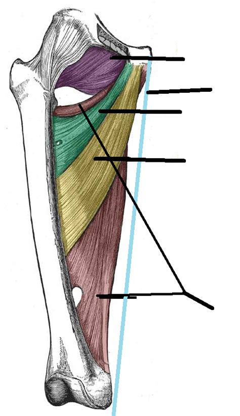 Medial Thigh Muscles Diagram Quizlet