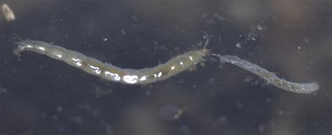 Aquatic Beetle Larvae Bugguide