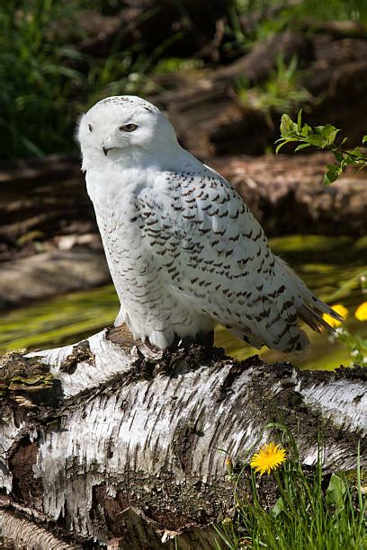 240+ Tundra Snowy Owl Pictures Stock Photos, Pictures & Royalty-Free ...