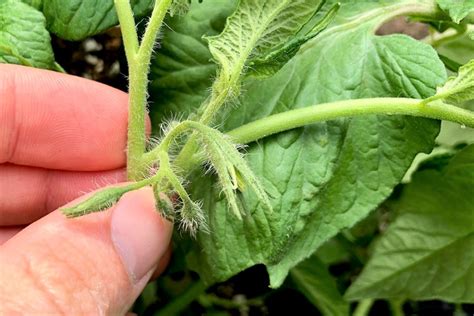 Should You Pinch Off Tomato Plant Flowers Tomato Geek