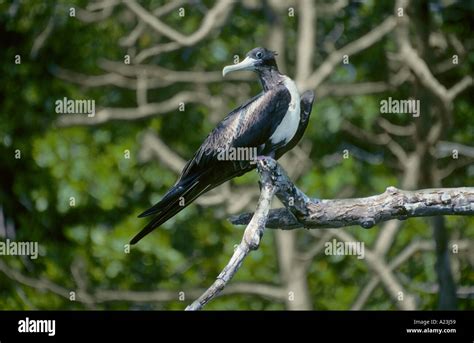 Magnificent Frigatebird Female Fregata Magnificens Stock Photo Alamy