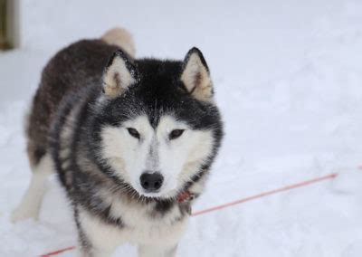 Sortie Chiens de Traineaux Lozère LA CLE L aide aux Cancers et