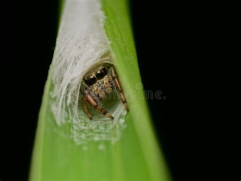 Jumping Spider In A Nest On The Grass Stock Image Image Of Insects