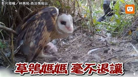 草鴞媽媽勇敢對峙2浪犬！「張翅威嚇、飛踢」保護一窩幼鳥 影音專區 Udn寵物部落