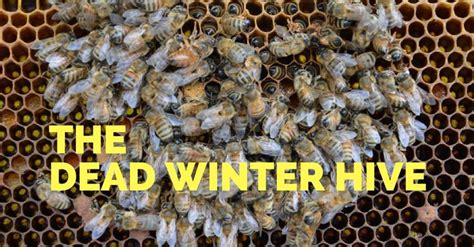 Why Bees Die In Winter Protect Your Hives Carolina Honeybees Dead