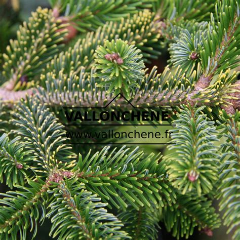 Abies Nordmanniana Aurea Sapin De Nordmann