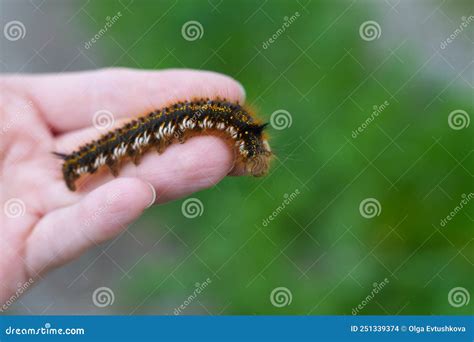 Caterpillar On The Palm Of A Person A Hairy Insect A Large Black