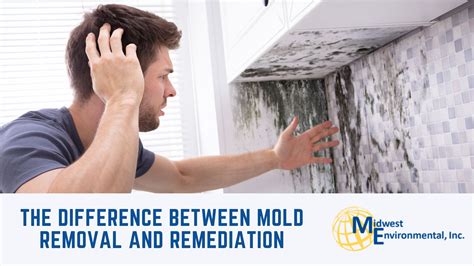 The Difference Between Mold Removal And Remediation