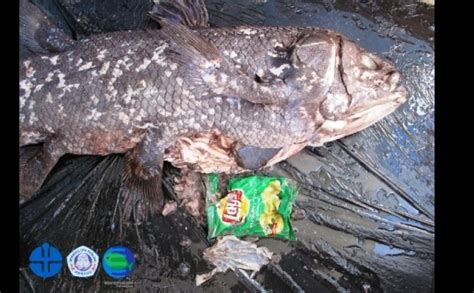 Coelacanth Manado Makan Sampah Plastik Id