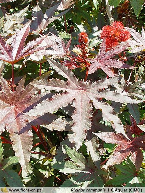 Ricinus Communis Biodiversidade A Seus Pés