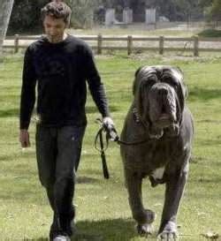 cutecool pets  biggest dog   world hercules