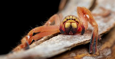 Neosparassus Rutilus From Sir Samuel Griffith Dr Mount Coot Tha Qld