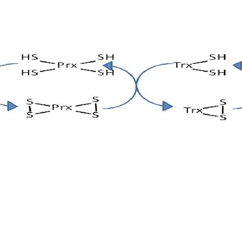 Roles Of Trx And TrxR System In The NADPH Dependent Reduction Of