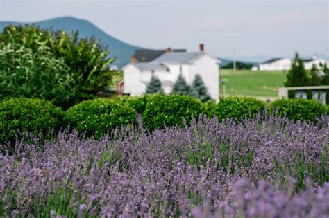 Take Me To Fragrant Lavender Farms In Virginia And Maryland Travels