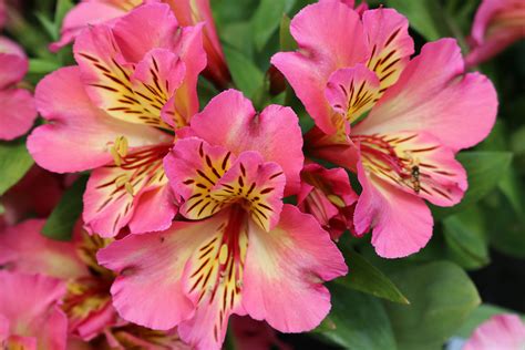 Alstroemeria